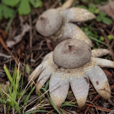 Geastrum sp. (Geastrum sp.) at Penrose, NSW - 31 Oct 2020 by Aussiegall