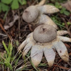 Unidentified Cup or disk - with no 'eggs' (TBC) at - 31 Oct 2020 by Aussiegall