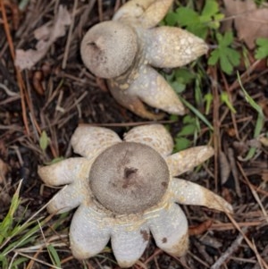 Geastrum sp. at Penrose - 31 Oct 2020 06:07 PM