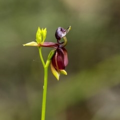 Caleana major (Large Duck Orchid) at Penrose - 31 Oct 2020 by Aussiegall