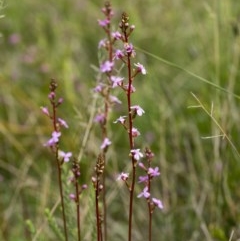Stylidium sp. (Trigger Plant) at Wingecarribee Local Government Area - 30 Oct 2020 by Aussiegall