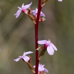 Stylidium sp. at Penrose - 30 Oct 2020