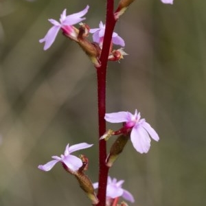 Stylidium sp. at Penrose - suppressed