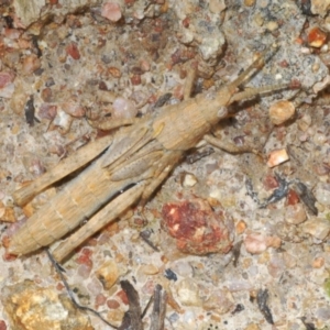 Pardillana limbata at Tennent, ACT - 29 Oct 2020