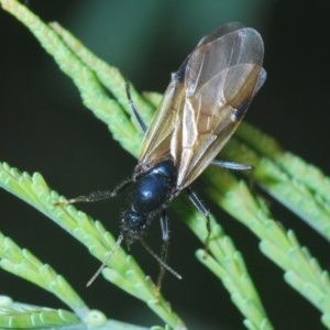 Formicidae (family) at Holt, ACT - 28 Oct 2020