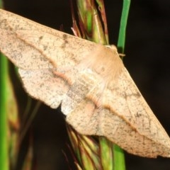 Antictenia punctunculus (A geometer moth) at Black Mountain - 30 Oct 2020 by Harrisi