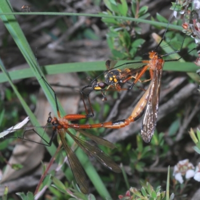 Harpobittacus australis (Hangingfly) at Black Mountain - 30 Oct 2020 by Harrisi