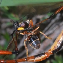 Harpobittacus australis at Downer, ACT - 30 Oct 2020