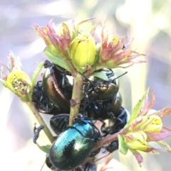 Chrysolina quadrigemina (Greater St Johns Wort beetle) at Symonston, ACT - 1 Nov 2020 by YellowButton