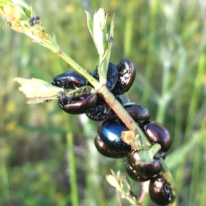 Chrysolina quadrigemina at Symonston, ACT - 1 Nov 2020