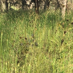 Chrysolina quadrigemina at Symonston, ACT - 1 Nov 2020