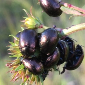 Chrysolina quadrigemina at Symonston, ACT - 1 Nov 2020