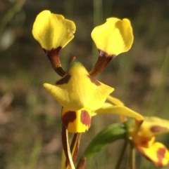 Diuris sulphurea (Tiger Orchid) at Symonston, ACT - 1 Nov 2020 by YellowButton
