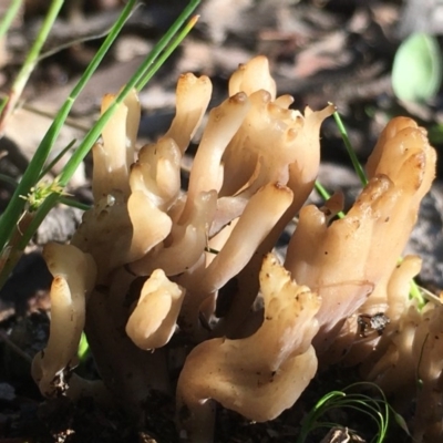 Clavulina sp. (A coral fungus) at Callum Brae - 1 Nov 2020 by YellowButton