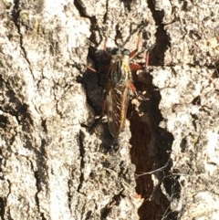 Neoaratus hercules (Herculean Robber Fly) at Symonston, ACT - 1 Nov 2020 by YellowButton