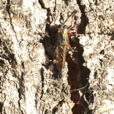 Neoaratus hercules (Herculean Robber Fly) at Symonston, ACT - 1 Nov 2020 by YellowButton