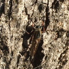 Neoaratus hercules at Symonston, ACT - 1 Nov 2020