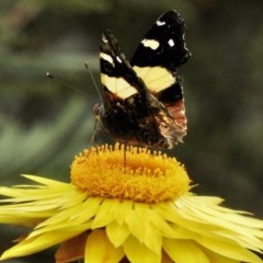 Vanessa itea (Yellow Admiral) at Aranda, ACT - 1 Nov 2020 by KMcCue