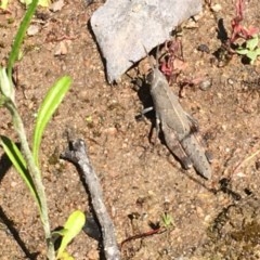 Goniaea carinata (Black kneed gumleaf grasshopper) at Farrer Ridge - 31 Oct 2020 by Tapirlord