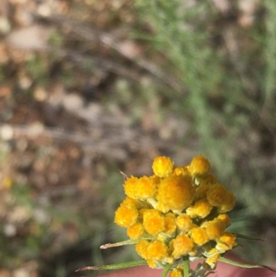 Chrysocephalum semipapposum (Clustered Everlasting) at Farrer Ridge - 31 Oct 2020 by Tapirlord