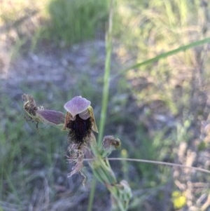 Calochilus platychilus at Holt, ACT - suppressed