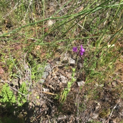 Linaria pelisseriana (Pelisser's Toadflax) at Tuggeranong DC, ACT - 31 Oct 2020 by Tapirlord