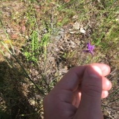 Linaria pelisseriana at Tuggeranong DC, ACT - 1 Nov 2020 10:47 AM