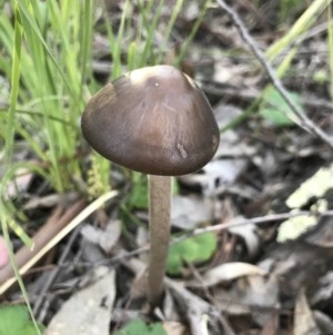 Oudemansiella gigaspora group at Holt, ACT - 1 Nov 2020