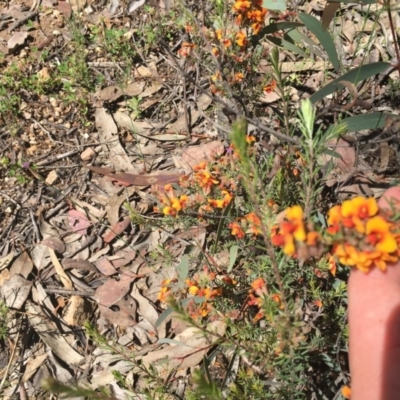 Dillwynia sp. at Farrer Ridge - 31 Oct 2020 by Tapirlord