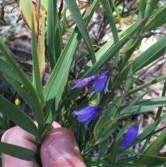 Stypandra glauca (Nodding Blue Lily) at Tuggeranong DC, ACT - 1 Nov 2020 by Tapirlord