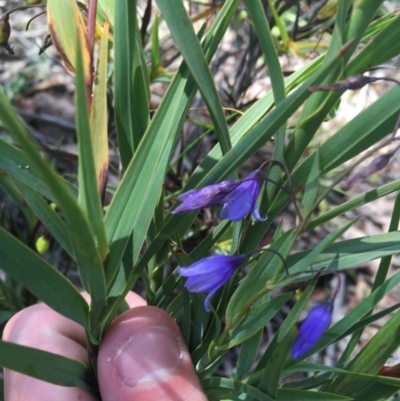 Stypandra glauca (Nodding Blue Lily) at Tuggeranong DC, ACT - 1 Nov 2020 by Tapirlord