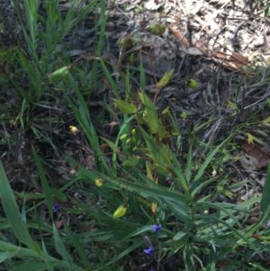 Stypandra glauca at Tuggeranong DC, ACT - 1 Nov 2020