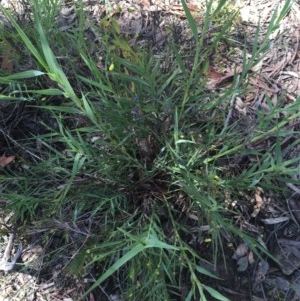 Stypandra glauca at Tuggeranong DC, ACT - 1 Nov 2020