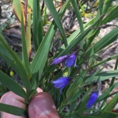 Stypandra glauca at Tuggeranong DC, ACT - 1 Nov 2020