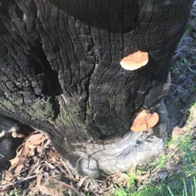 Unverified Fungus at Farrer, ACT - 1 Nov 2020 by Tapirlord