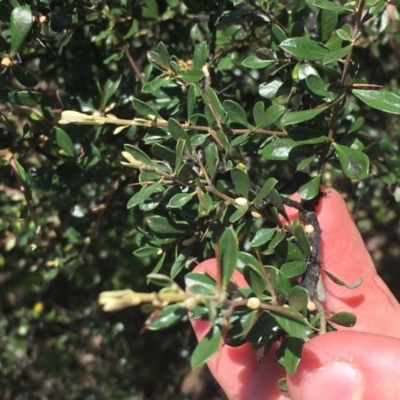 Bursaria spinosa (Native Blackthorn, Sweet Bursaria) at Farrer Ridge - 1 Nov 2020 by Tapirlord