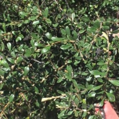 Bursaria spinosa at Wanniassa, ACT - 1 Nov 2020 11:28 AM