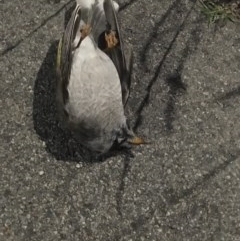 Manorina melanocephala at Garran, ACT - 1 Nov 2020