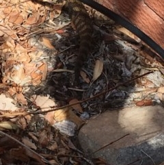 Tiliqua scincoides scincoides (Eastern Blue-tongue) at Hughes Garran Woodland - 26 Aug 2018 by Tapirlord