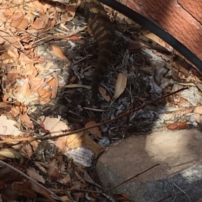 Tiliqua scincoides scincoides (Eastern Blue-tongue) at Red Hill to Yarralumla Creek - 26 Aug 2018 by Tapirlord