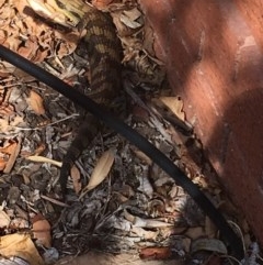 Tiliqua scincoides scincoides at Garran, ACT - 26 Aug 2018 01:27 PM