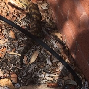 Tiliqua scincoides scincoides at Garran, ACT - 26 Aug 2018