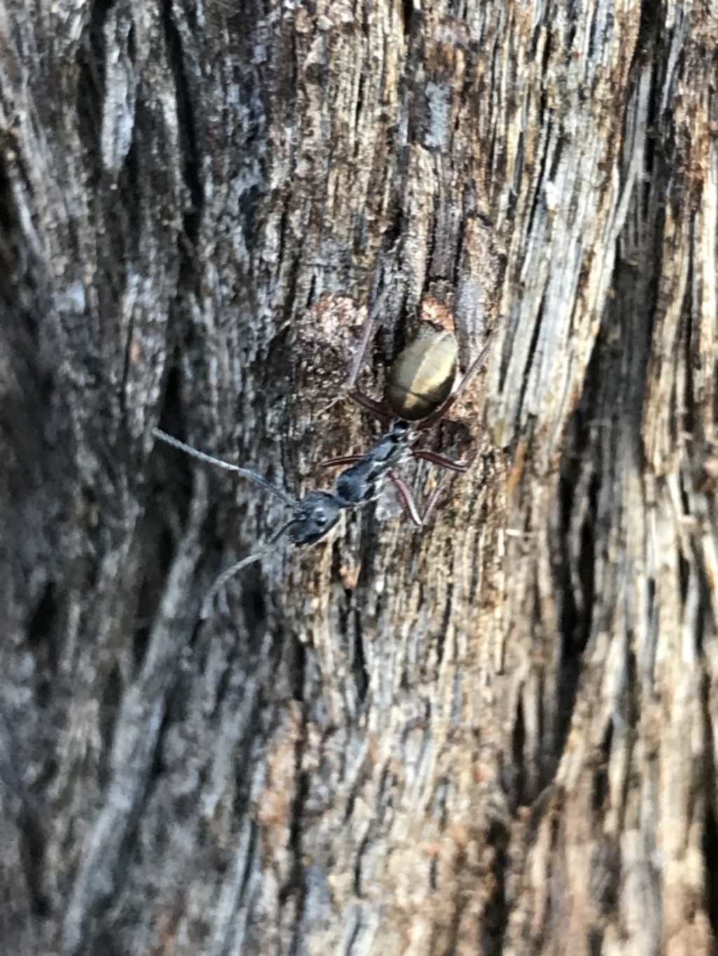 Camponotus suffusus at Cook, ACT - 1 Nov 2020