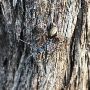 Camponotus suffusus at Cook, ACT - 1 Nov 2020