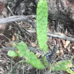 Opuntia stricta (Common Prickly Pear) at Stirling Park - 1 Nov 2020 by JaneR