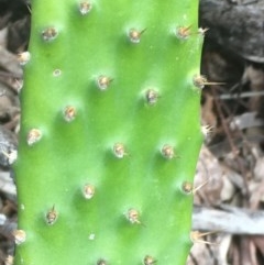 Opuntia stricta at Yarralumla, ACT - 1 Nov 2020