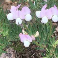 Lotus australis (Austral Trefoil) at Yarralumla, ACT - 1 Nov 2020 by JaneR