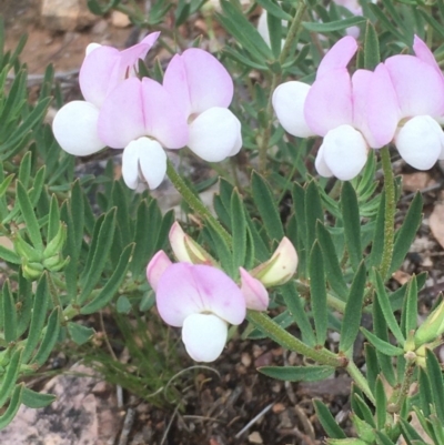 Lotus australis (Austral Trefoil) at Yarralumla, ACT - 1 Nov 2020 by JaneR