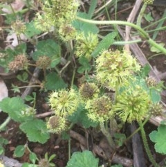 Hydrocotyle laxiflora (Stinking Pennywort) at Yarralumla, ACT - 1 Nov 2020 by JaneR