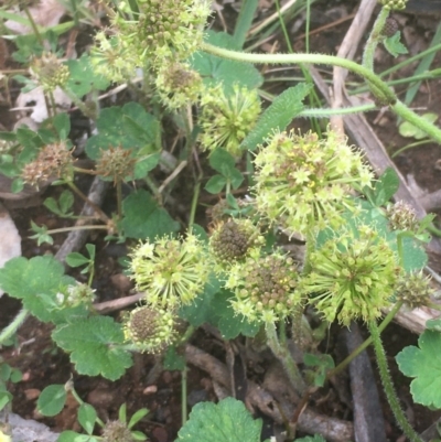 Hydrocotyle laxiflora (Stinking Pennywort) at Stirling Park - 1 Nov 2020 by JaneR